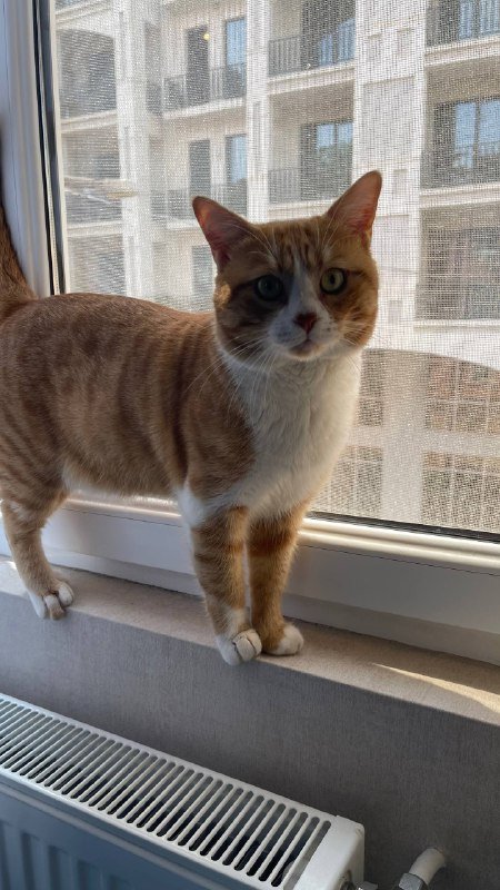 Кот в дар, лоток, миски, игрушки