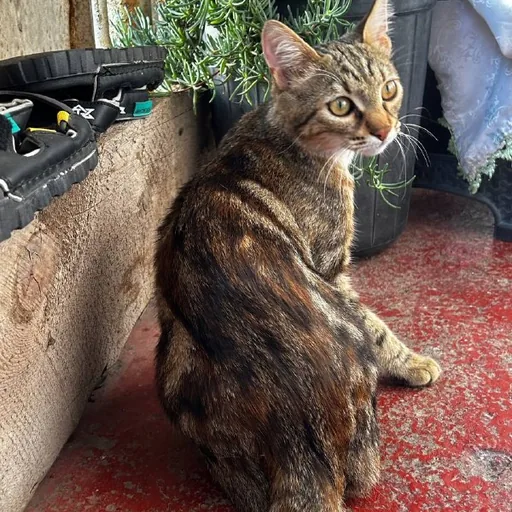Кошечка Хлоя ищет дом