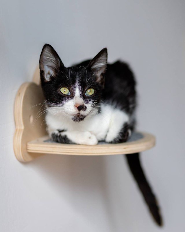 Котёнок Оскар ищет дом 3