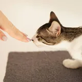 Котенок Ремарк 4