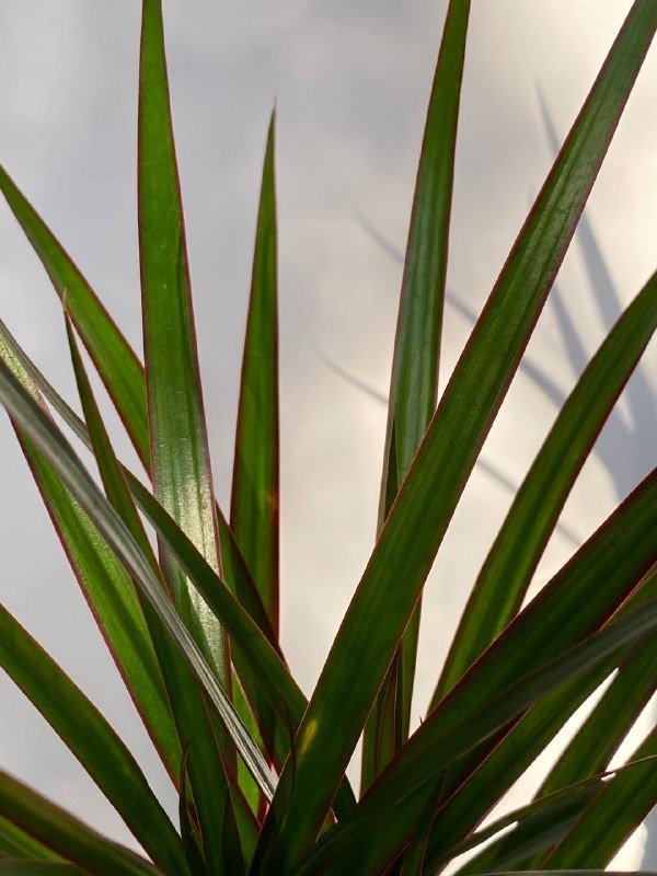 Драцена маргината в транспортировочном горшке 2