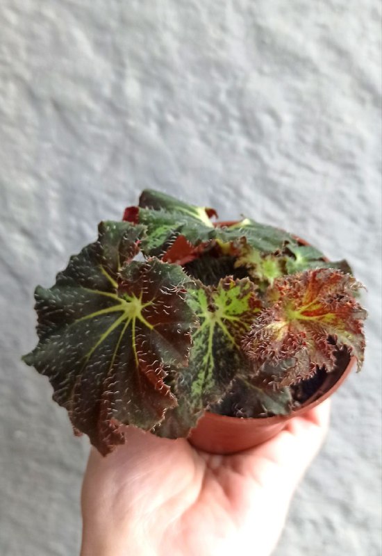 Фиалки, Оттона, Бегония, Сингониум, Хойя 5