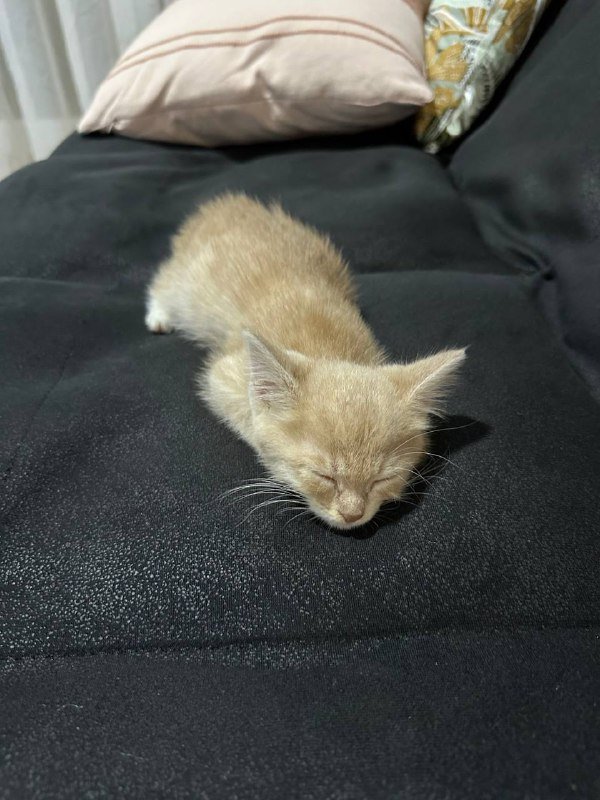 Персиковое чудо Паудер котёнок ищет дом 3