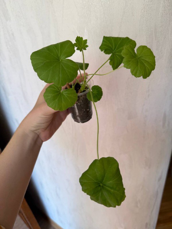 Домашние растения герань, сциндапсус, сингониум, бегония