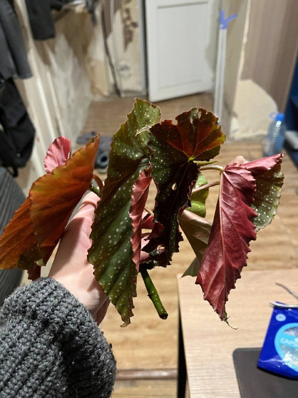 Пятнистые бегонии, два ростка