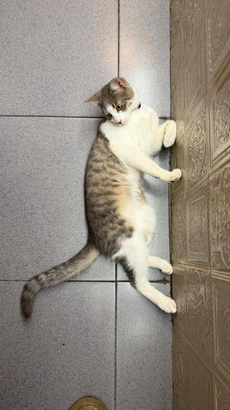 Котик из Батуми в добрые руки 2