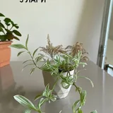 Кактус, фиалки, толстянка, традесканция, бегония, авокадо 4