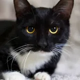 Черешня, котенок 3