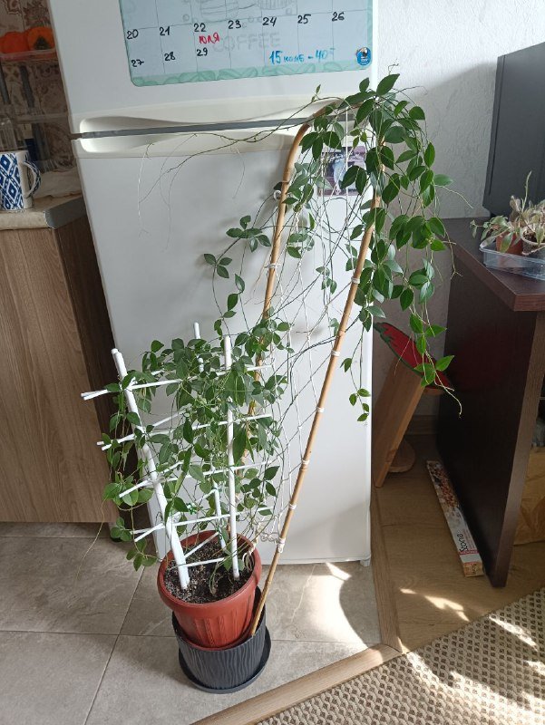 Неольстамира саркофилла, Алоказия, Пахира, Драцена розовая