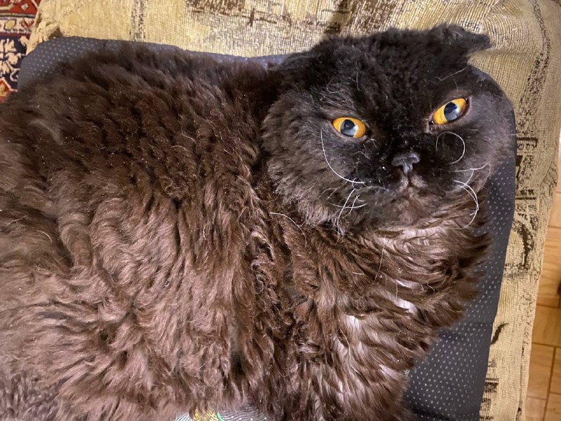 Вислоухие породистые котики брат и сестра 2