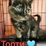 Котята, Элли, Вафля, Торти 3