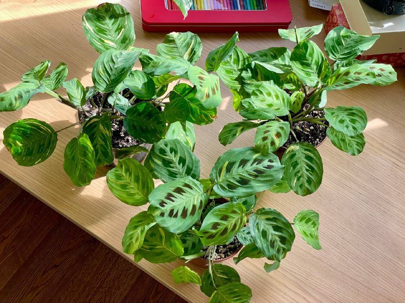 Три вариегатные маранта, домашние растения