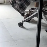 Котенок девочка 3