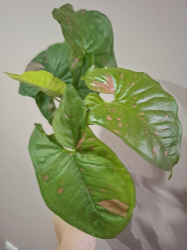 Монстера, Эуфорбия, Сингониум, Аспарагус, Композиция, Фикус 6