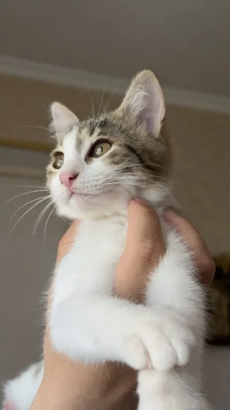Котята 1