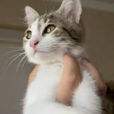 Котята 1