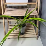 Тропические растения, набор из 9 9