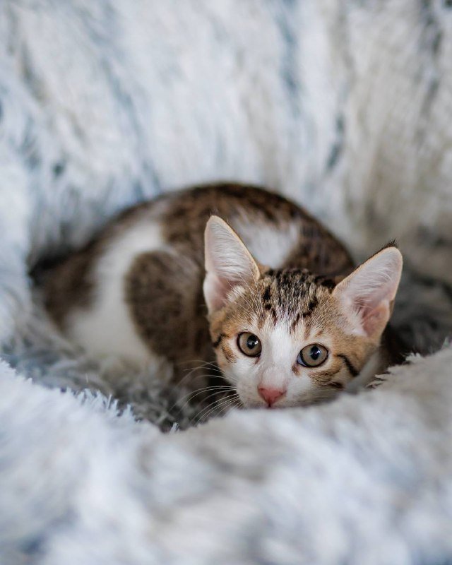 Котенок Варя ищет дом и семью 5