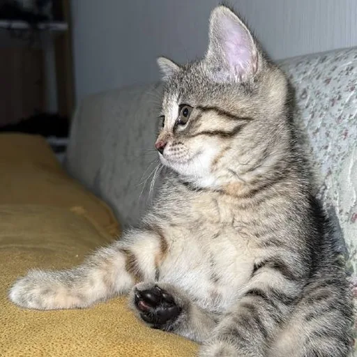 Котенок