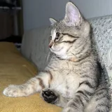 Котенок 1