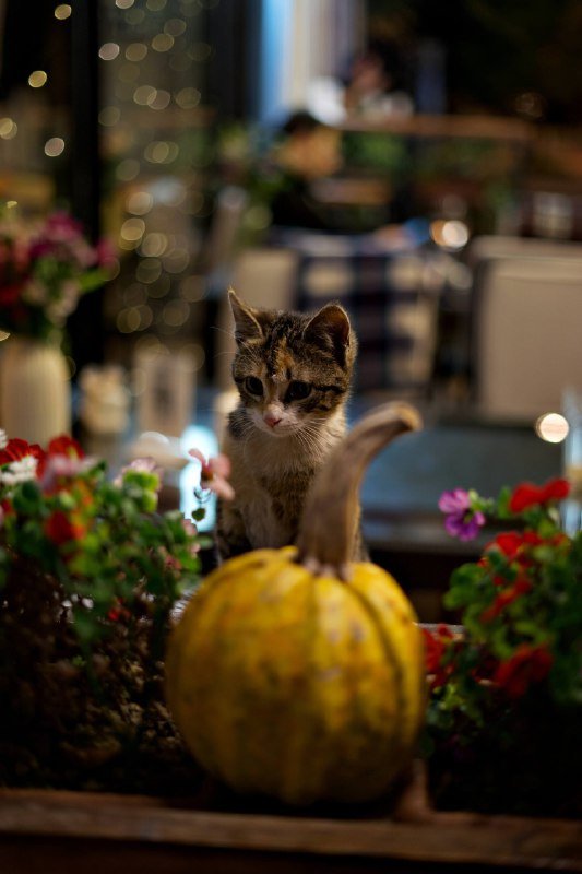 Камера Sony a7 II, объектив fe 50mm 1.8 5