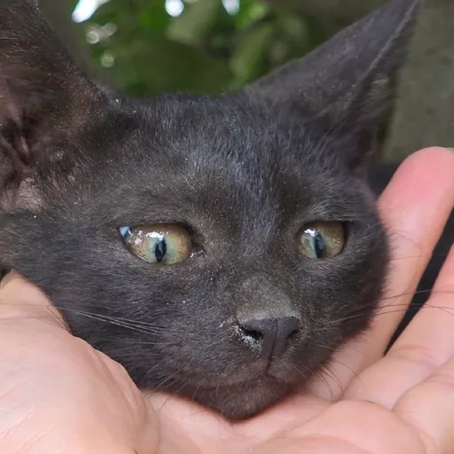 Кошечка