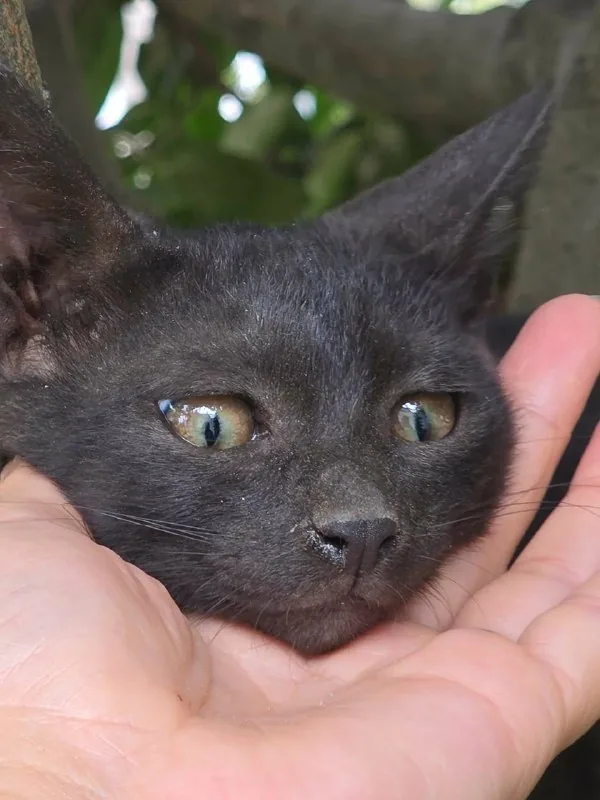 Кошечка