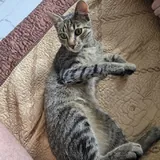 Кот 3
