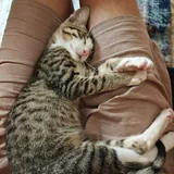 Котёнок 3