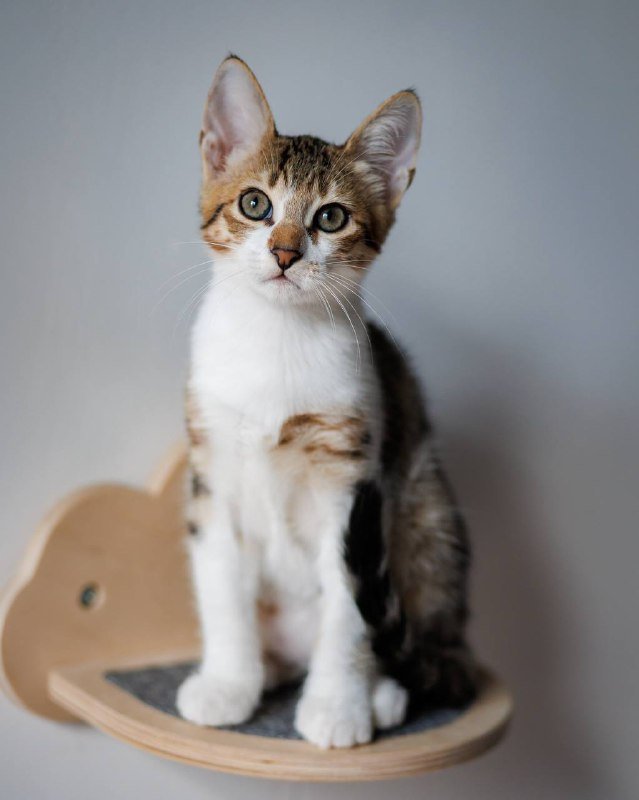 Котёнок Венечка для дома 3