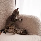 Котята 5