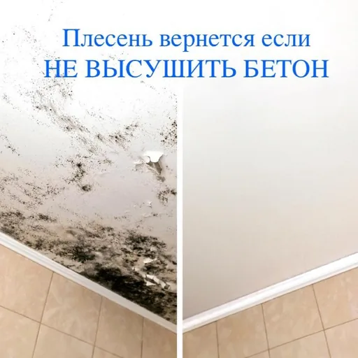 Уничтожение плесени и сырости в Батуми