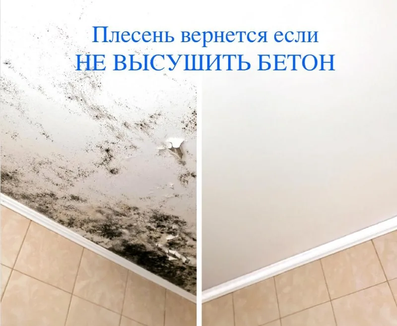 Уничтожение плесени и сырости в Батуми