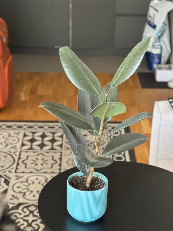 Цветы в горшках, Толстянка, Фикус, Спатифиллум, Алоэ, Бегония 2