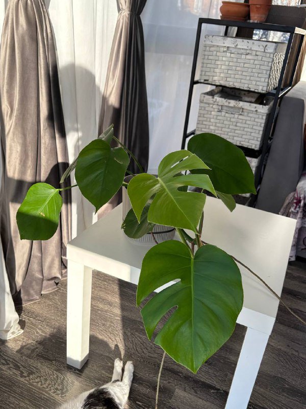 монстера растение