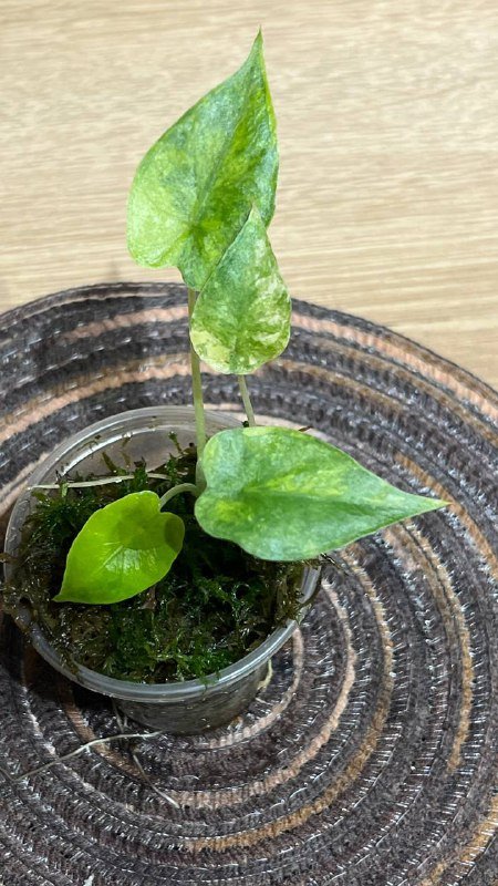 Алоказии и Бегония амфиоксус для продажи 2