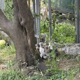 Котята 2