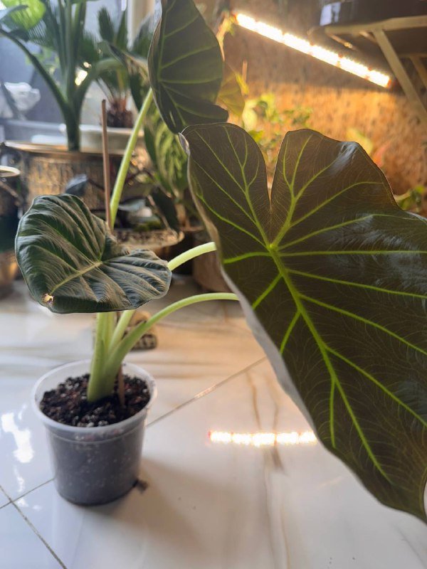 Алоказия Regal Shields, Филодендрон Paraiso Verde, Алоказия Фрайдек, Эпипремнум Marble King