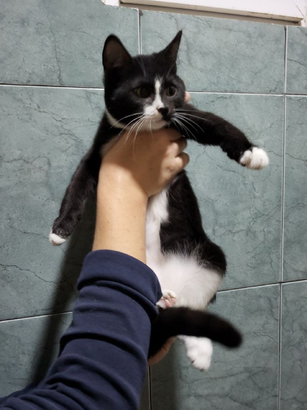 Котята ищут дом 3