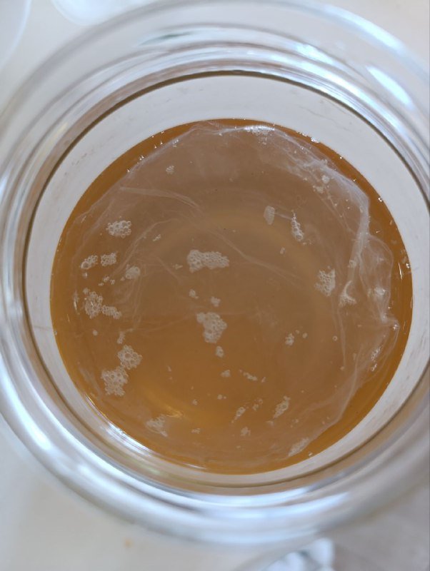 Детёныш чайного гриба камбуча