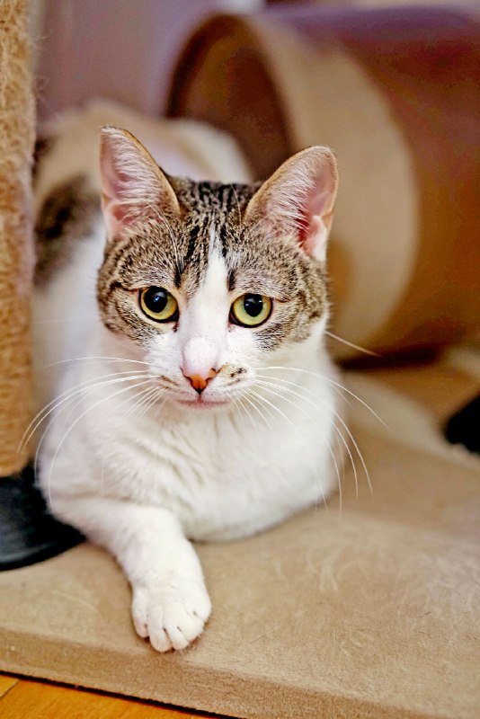 Орнелла и Валиди кошки для передержки бесплатно