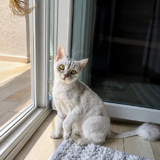 Кот, перс