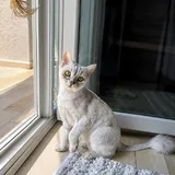 Кот, перс 1