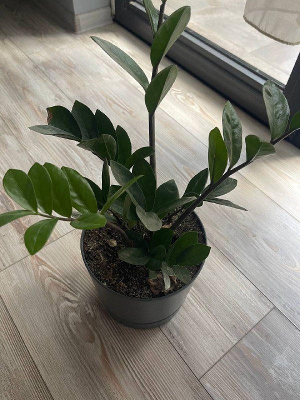 утюг, набор гель лака, сковорода, кастрюля, подушки, покрывала, уголь для шиши, сумочка, полотенце, цветок, микрофоны 10