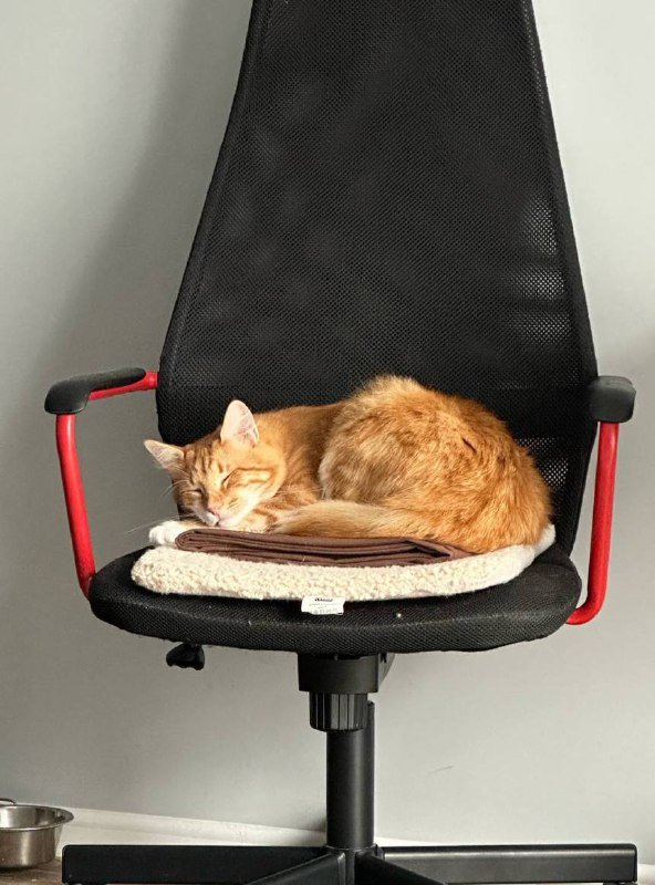 Кот Чупс, 3-4 года, в добрые руки 2