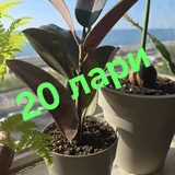 Цветы, герань, розы 3