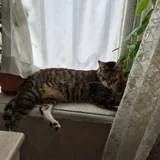 Пропал домашний кот Макс 3