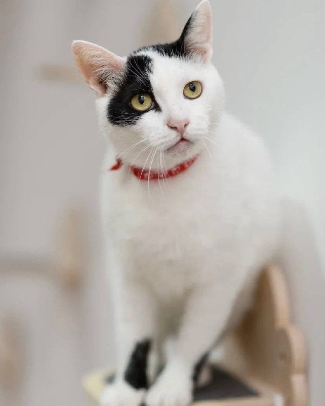 Кот Дзен ищет дом