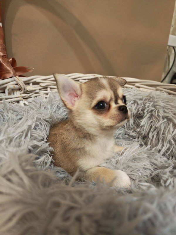 Щенки микро-чихуахуа 3