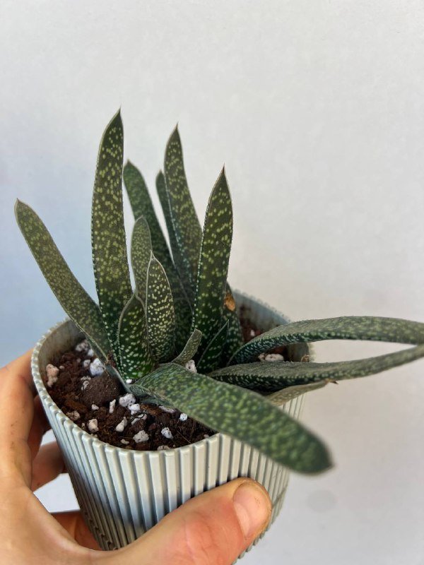 Комнатные растения: Пеперомия, Крассула, Колеус, Алоэ и др. 8